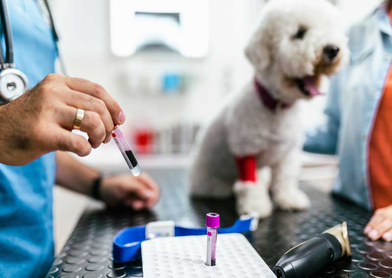 Carousel Slide 4: Pet diagnostics and health screenings